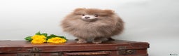 Pomeranian dogs for stud: Solid Lilac Tiny 1.8kg Stud Dog DNA health tested in Rotherham - Advert 3