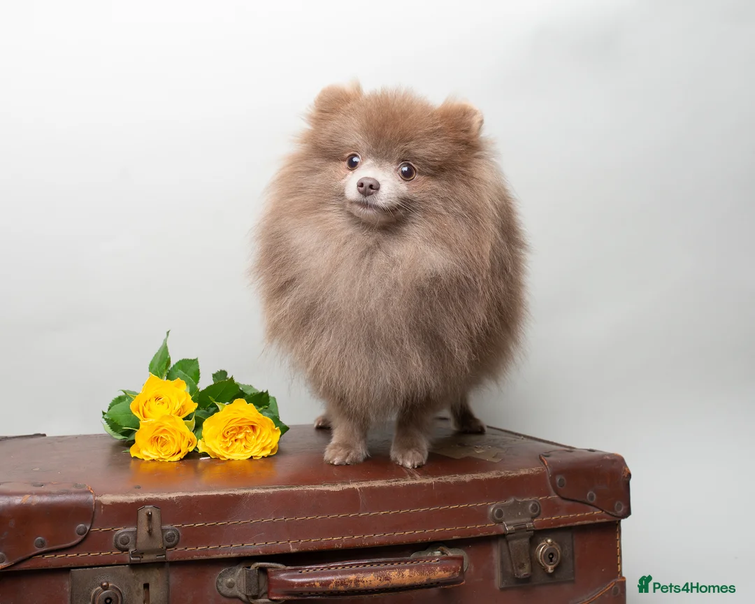 Pomeranian dogs for stud: Solid Lilac Tiny 1.8kg Stud Dog DNA health tested in Rotherham - Advert 3