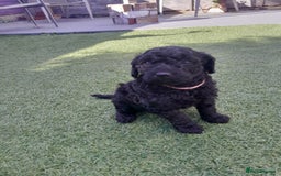 Labradoodle dogs for sale: Miniature Labradooles - Image 8