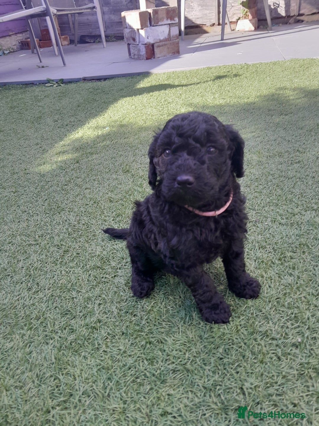Labradoodle dogs for sale: Miniature Labradooles - Image 8