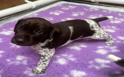 German Shorthaired Pointer dogs for sale: Gorgeous litter of German Shorthair puppies - Image 1