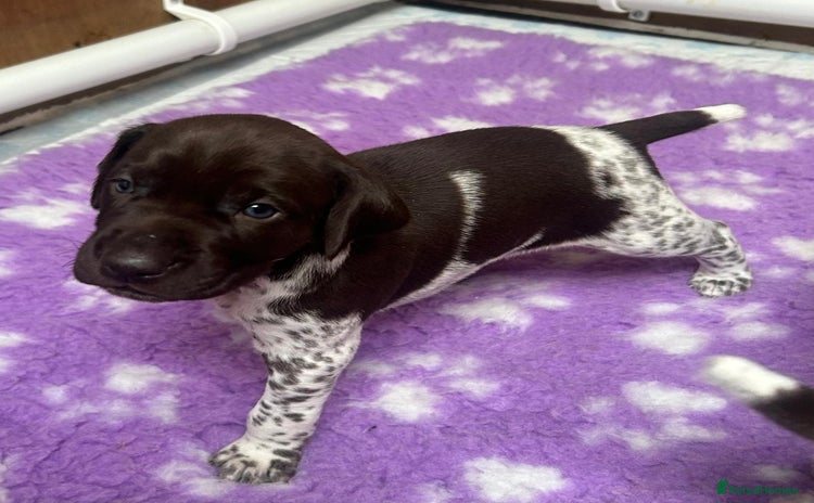 German Shorthaired Pointer dogs - Advert 1