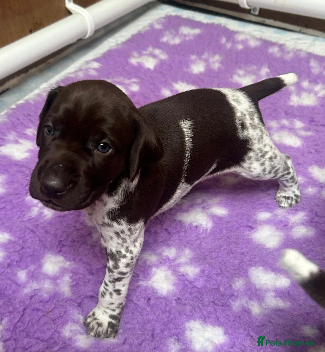 German Shorthaired Pointer dogs for sale: Gorgeous litter of German Shorthair puppies - Image 1