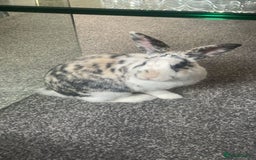 Mini Lion Lop rabbits for sale: Indoor Harlequin rabbit - Image 1