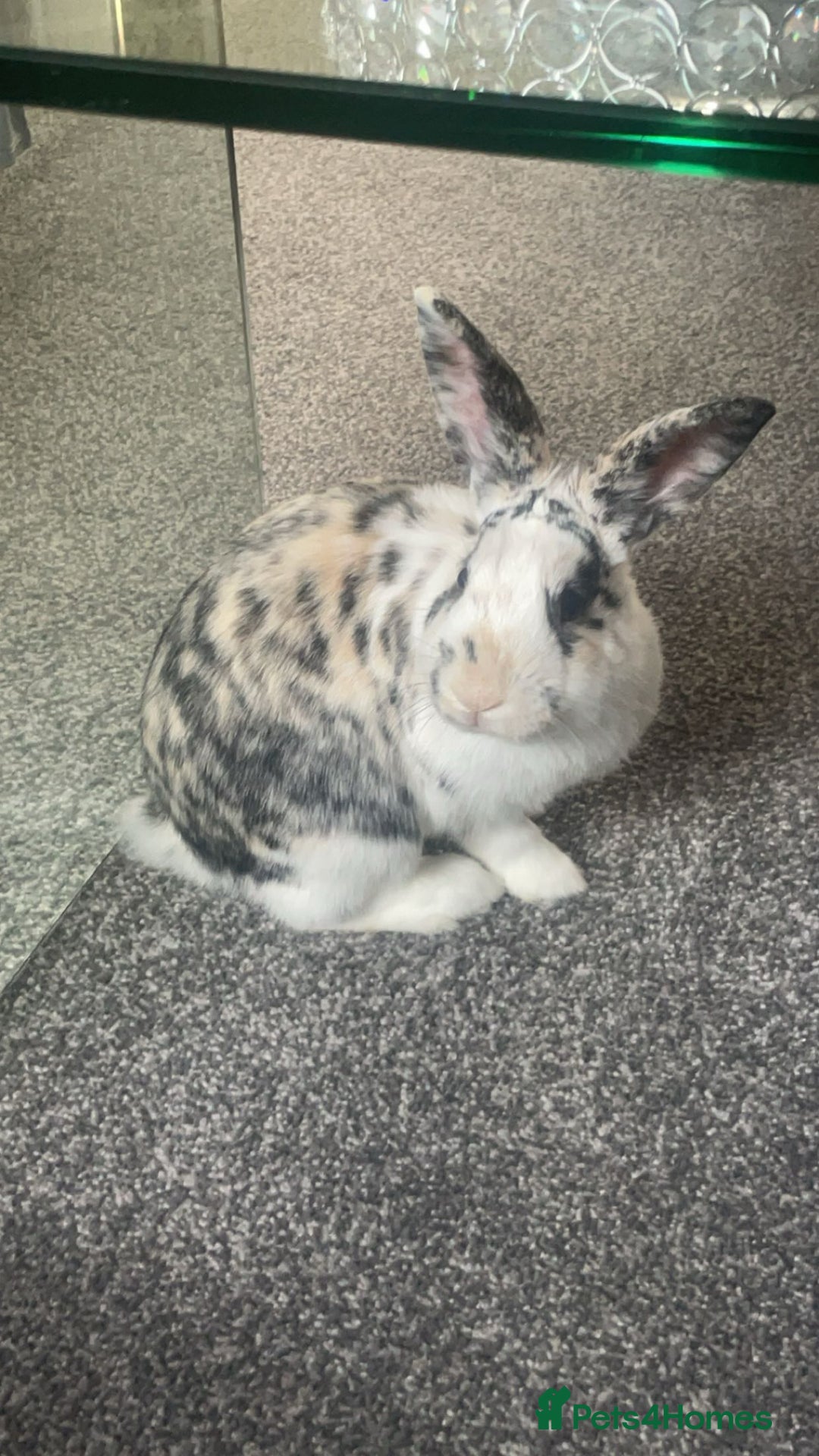 Mini Lion Lop rabbits for sale: Indoor Harlequin rabbit - Image 1