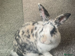 Mini Lion Lop rabbits - Advert 1