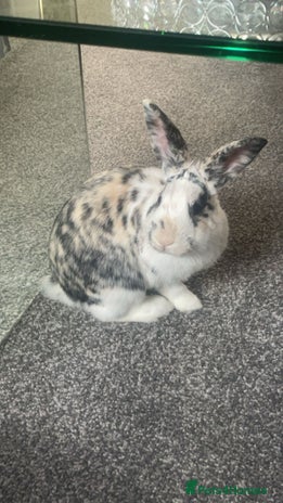 Mini Lion Lop rabbits - Advert 1