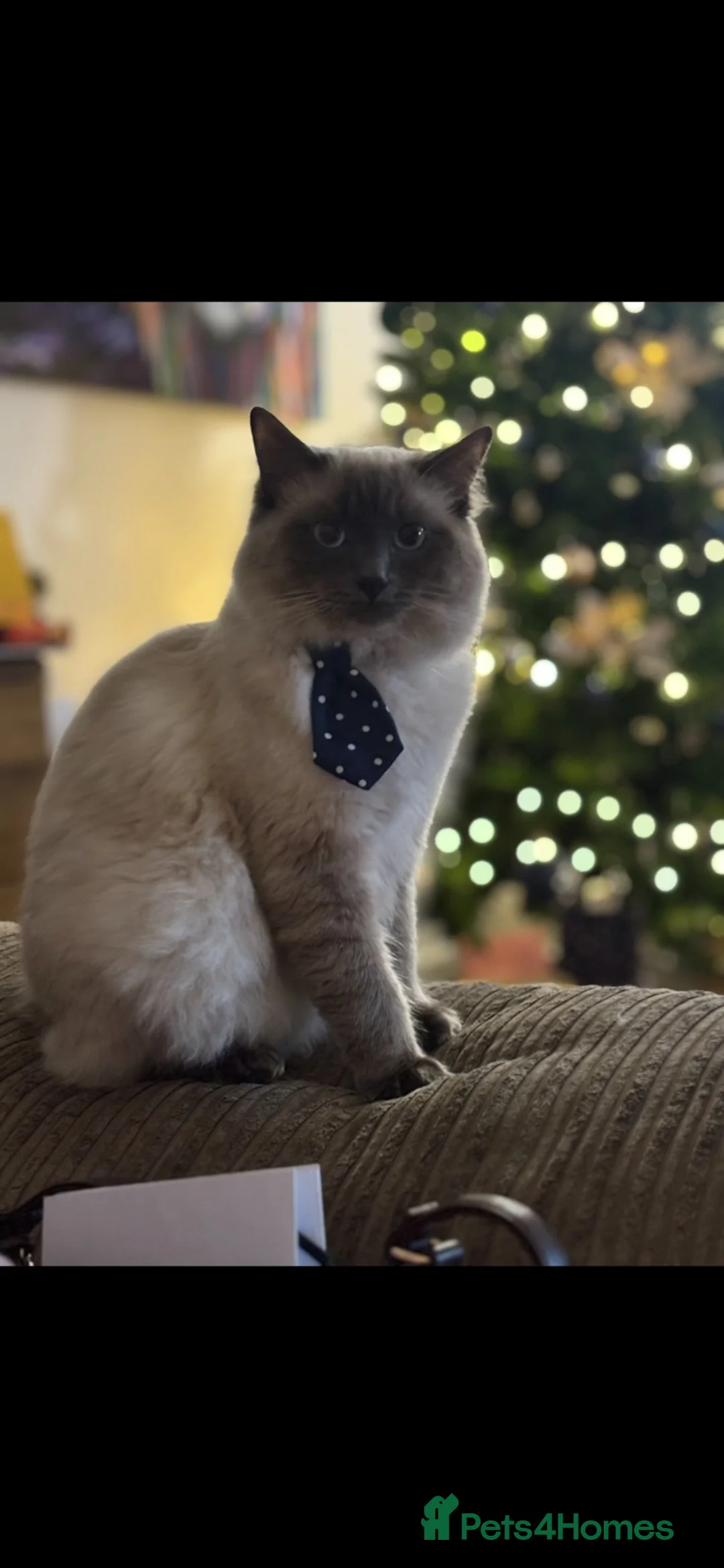 Ragdoll cats for sale: 1 female ragdoll kitten  - Advert 2