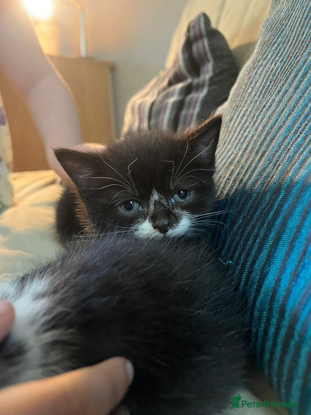 Mixed Breed cats for sale: Gorgeous female  - Image 2