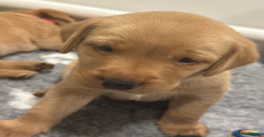 Labrador Retriever dogs - Advert 6