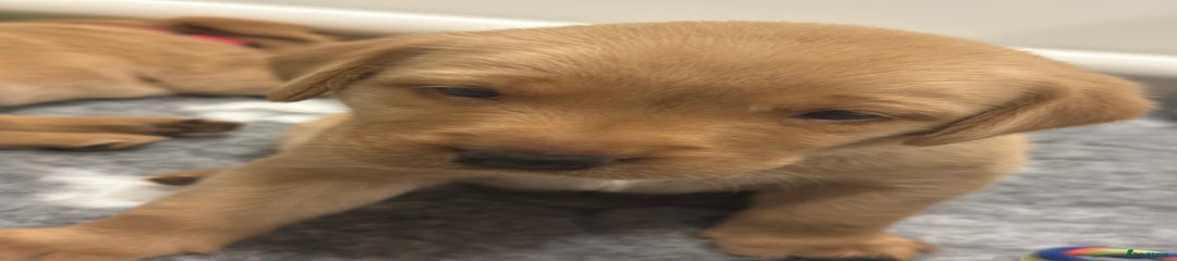 Labrador Retriever Puppy 1