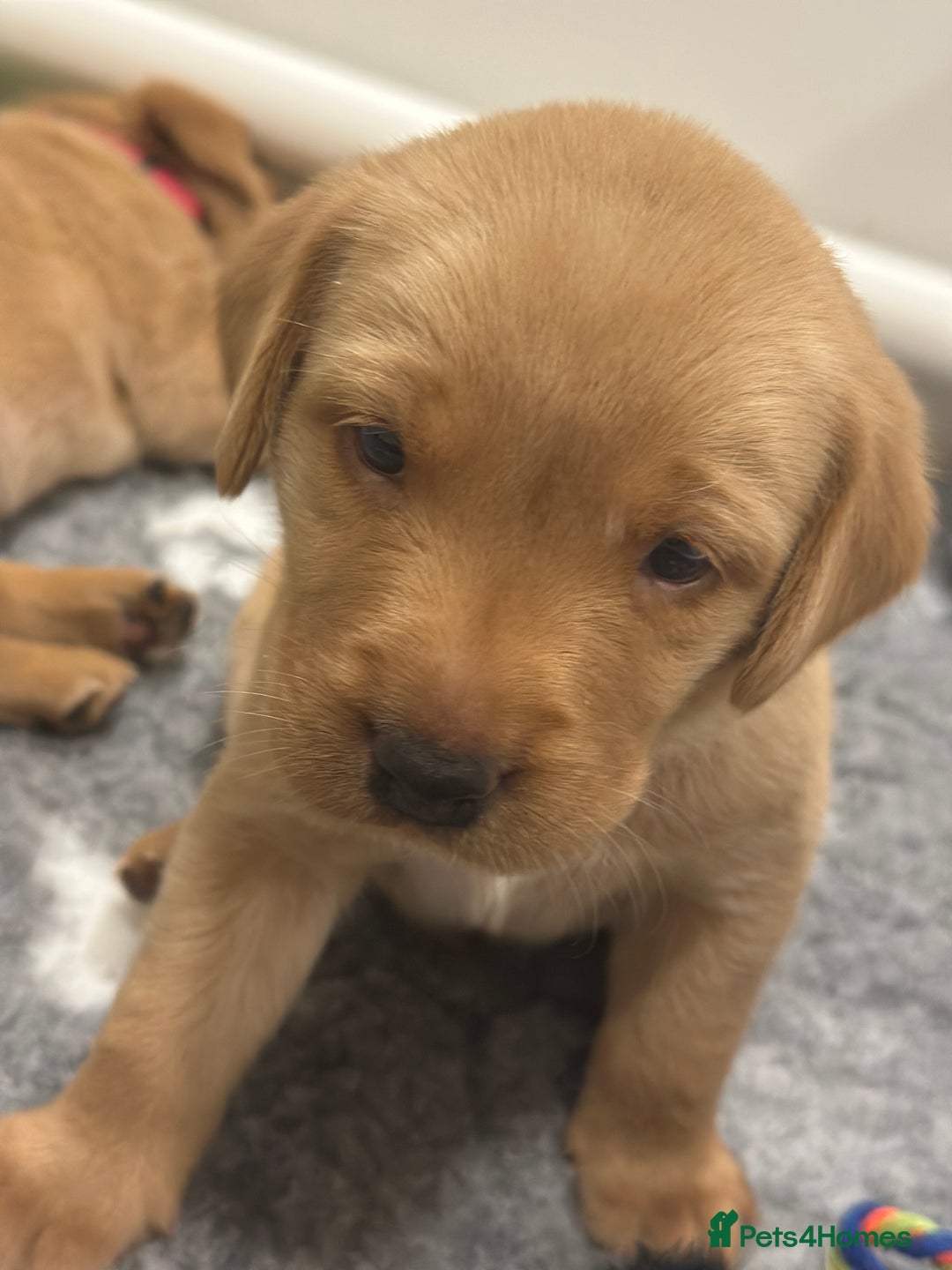 Labrador Retriever dogs for sale: Pedigree Fox Red Labrador KC Reg Health Tested - Image 2