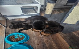 Maine Coon cats for sale: Fantastic XL Main Coons  - Image 3