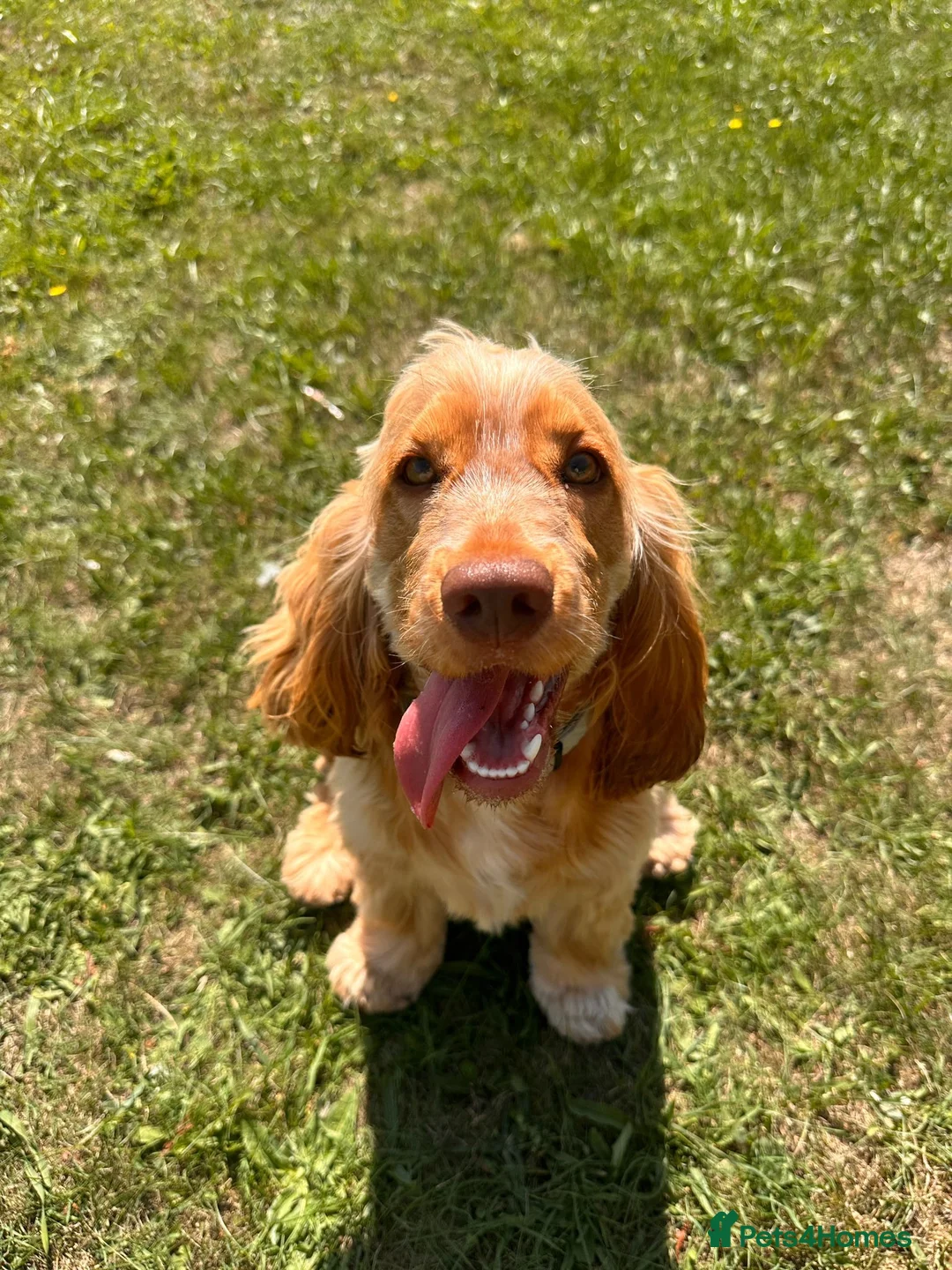 Cocker Spaniel dogs for sale: Looking for a new home - Winnie - Advert 5