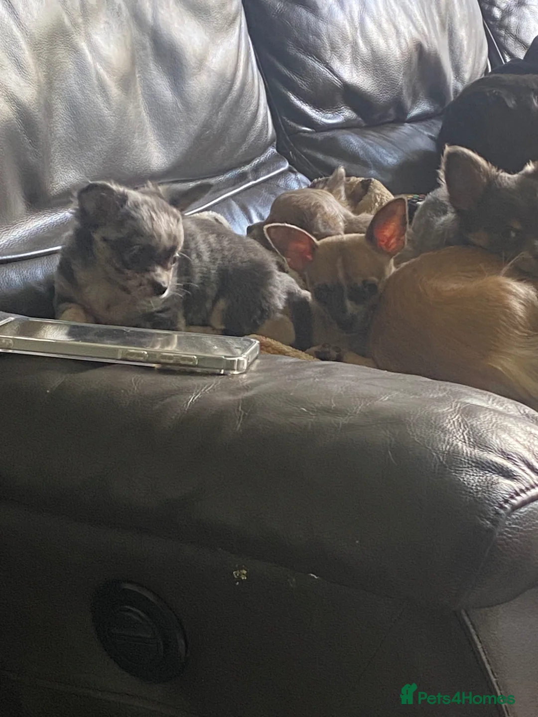 Chihuahua dogs for sale: Beautiful chihuahua puppies - Advert 29