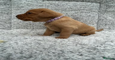 Labrador Retriever dogs - Advert 14