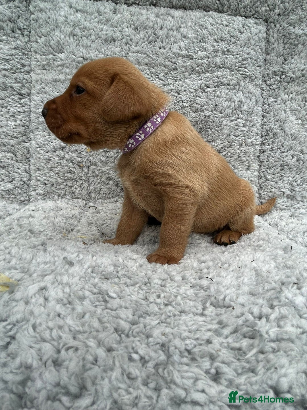 Labrador Retriever dogs for sale: Fox red labrador puppies  - Image 3