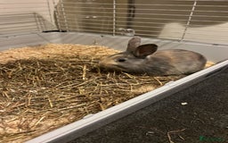 English Lop rabbits for sale: Two bonded neutered male rabbits  - Image 9