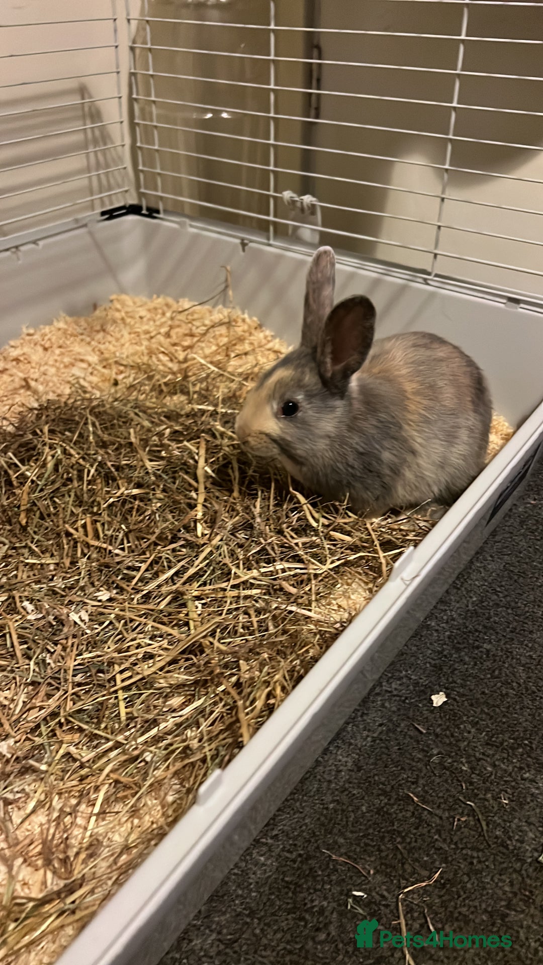 English Lop rabbits for sale: Two bonded neutered male rabbits  - Image 9