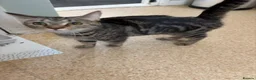 Mixed Breed cats for sale: Beautiful tabby kittens ready now  - Advert 6