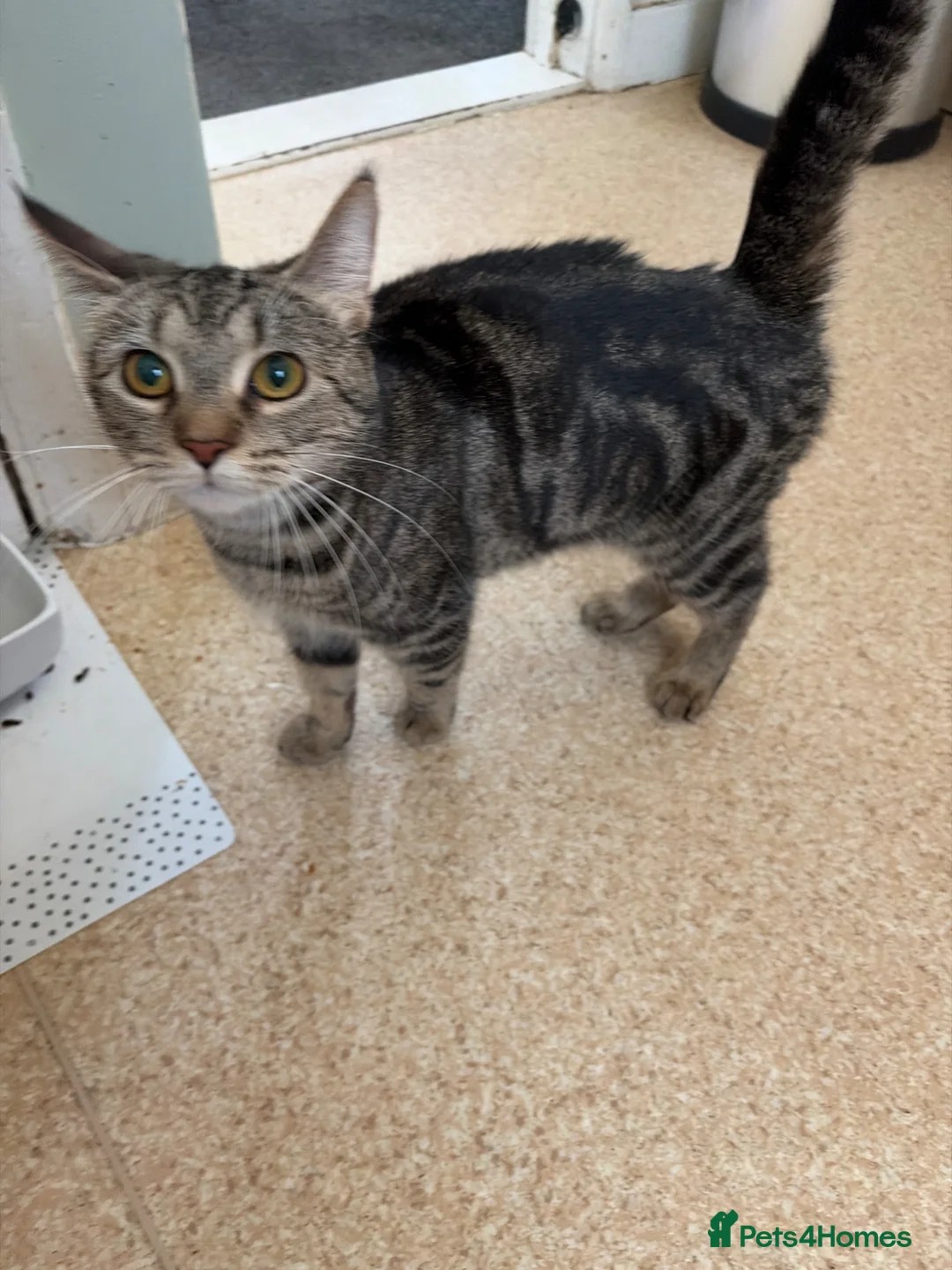 Mixed Breed cats for sale: Beautiful tabby kittens ready now  - Advert 6