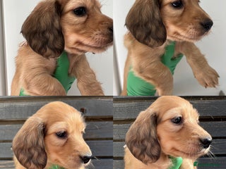 Miniature Dachshund dogs in Portsmouth - Advert 11