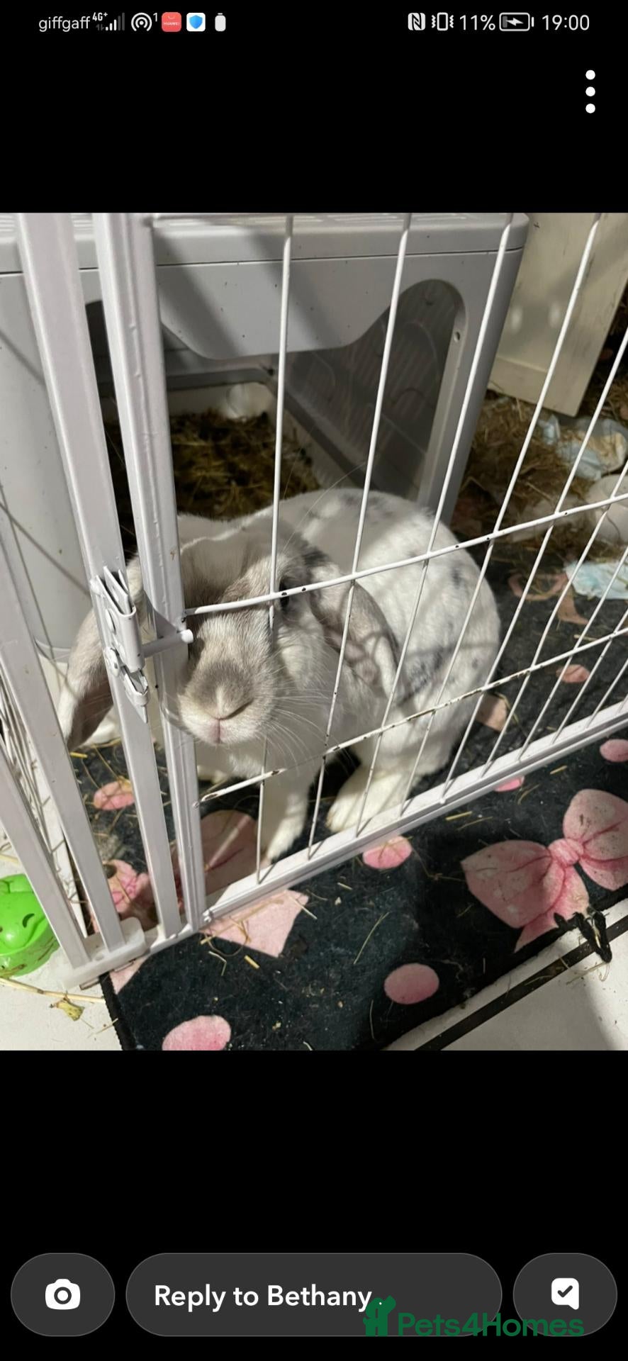 Mixed Breed rabbits Tinker bell  - Advert 2