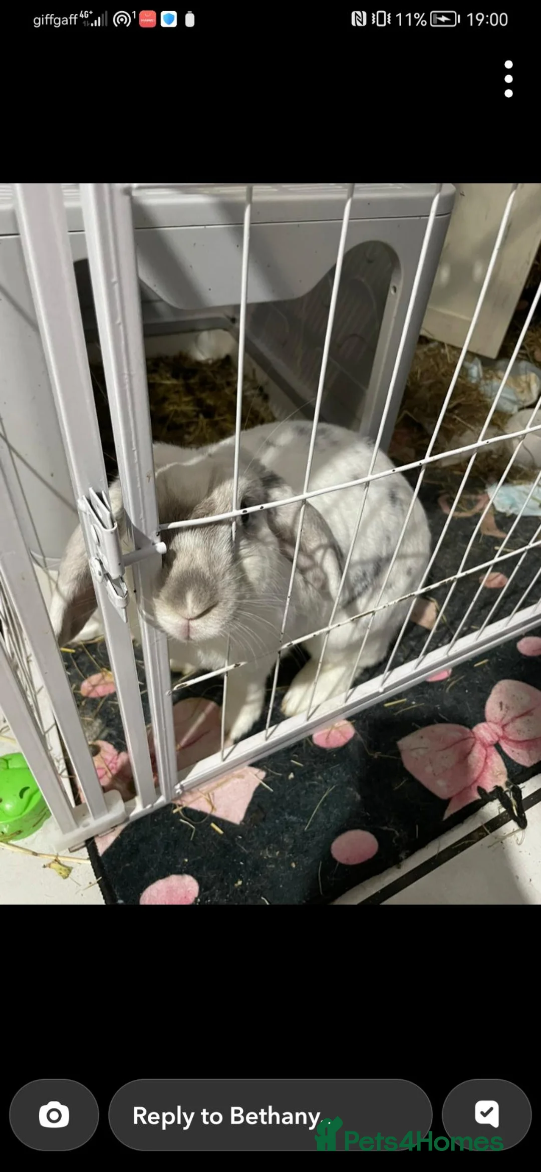 Mixed Breed rabbits for sale: Tinker bell  in Brighton - Advert 2