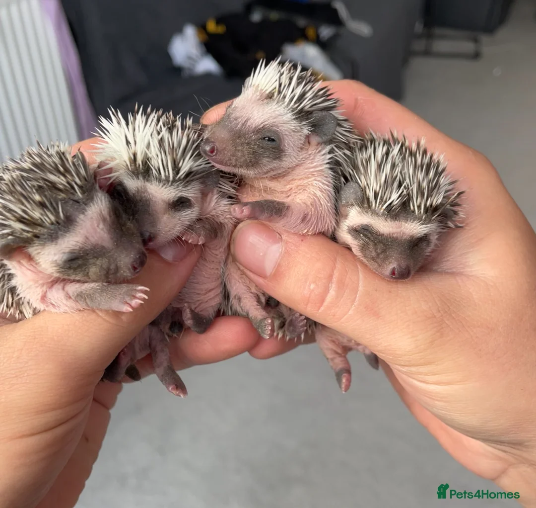 Pygmy Hedgehog rodents for sale: Baby African Pygmy hedgehogs  in Dartford - Advert 2