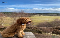 Mixed Breed dogs for sale: Multi-gen Medium Labradoodle puppies - Image 24