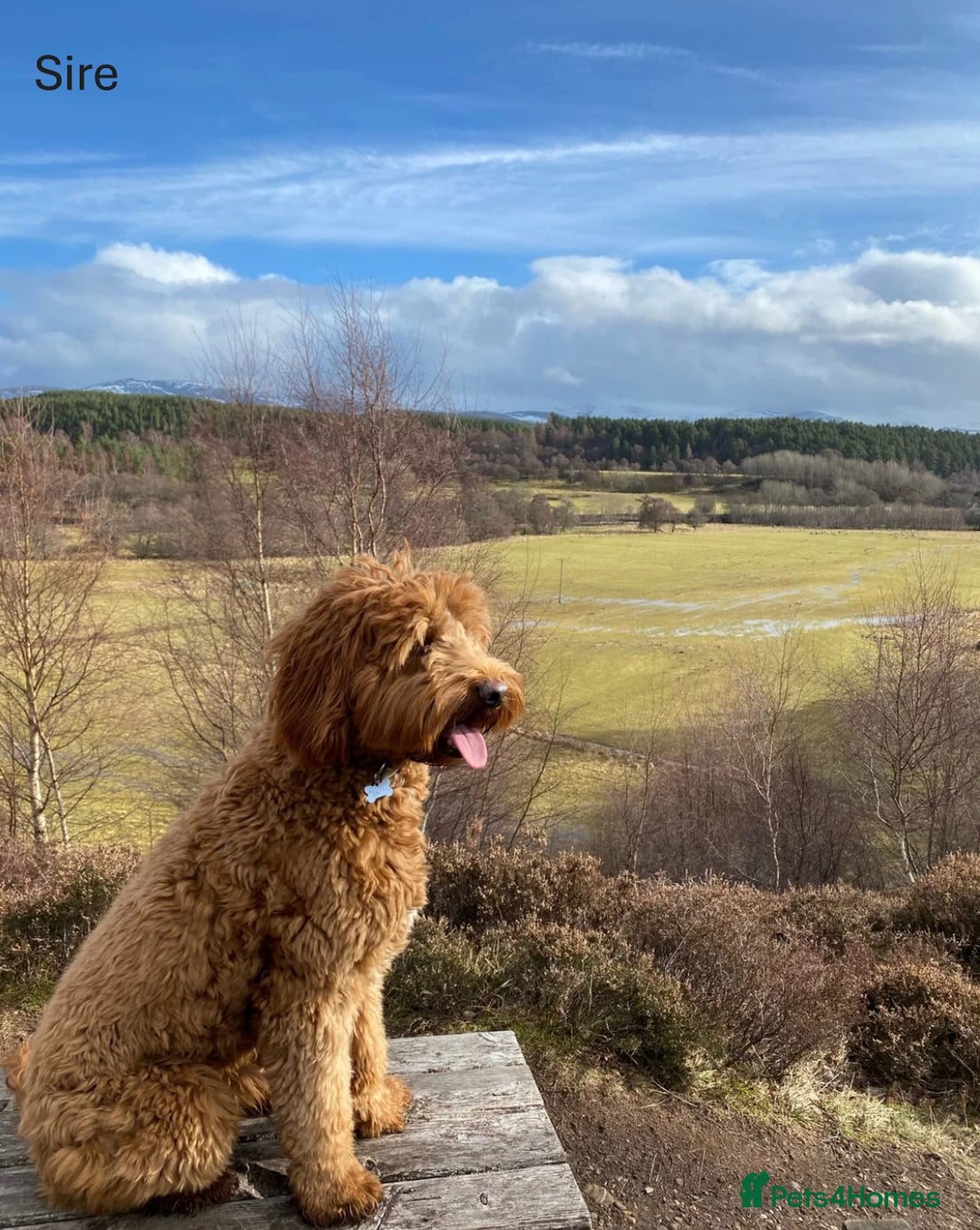 Mixed Breed dogs for sale: Multi-gen Medium Labradoodle puppies - Image 24