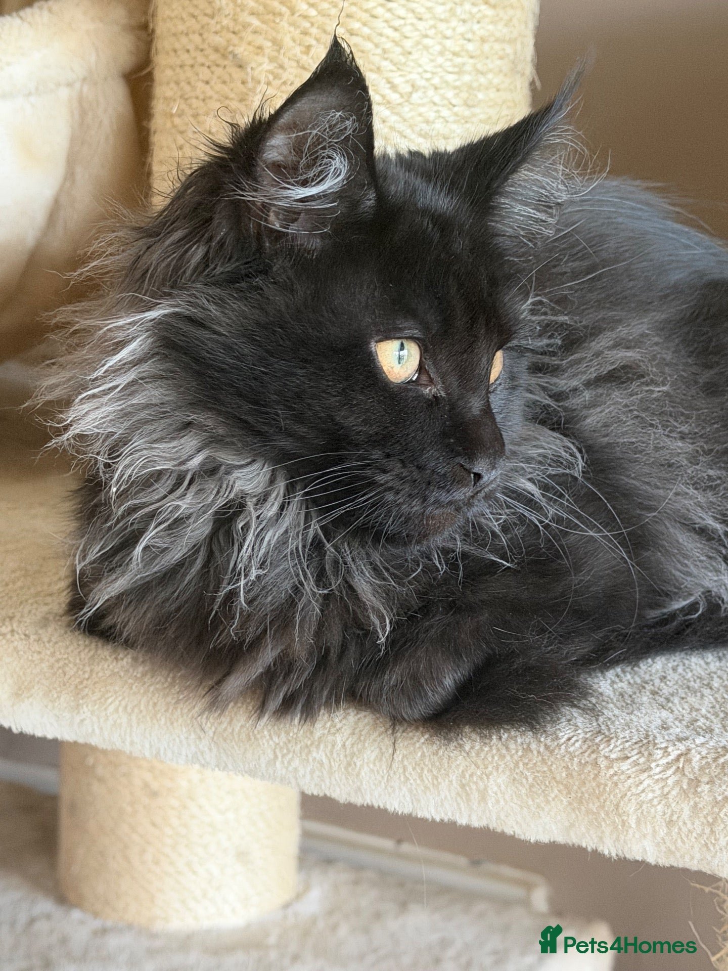 Maine Coon cats for sale: Active Tica reg black smoked male Maine coon - Advert 2