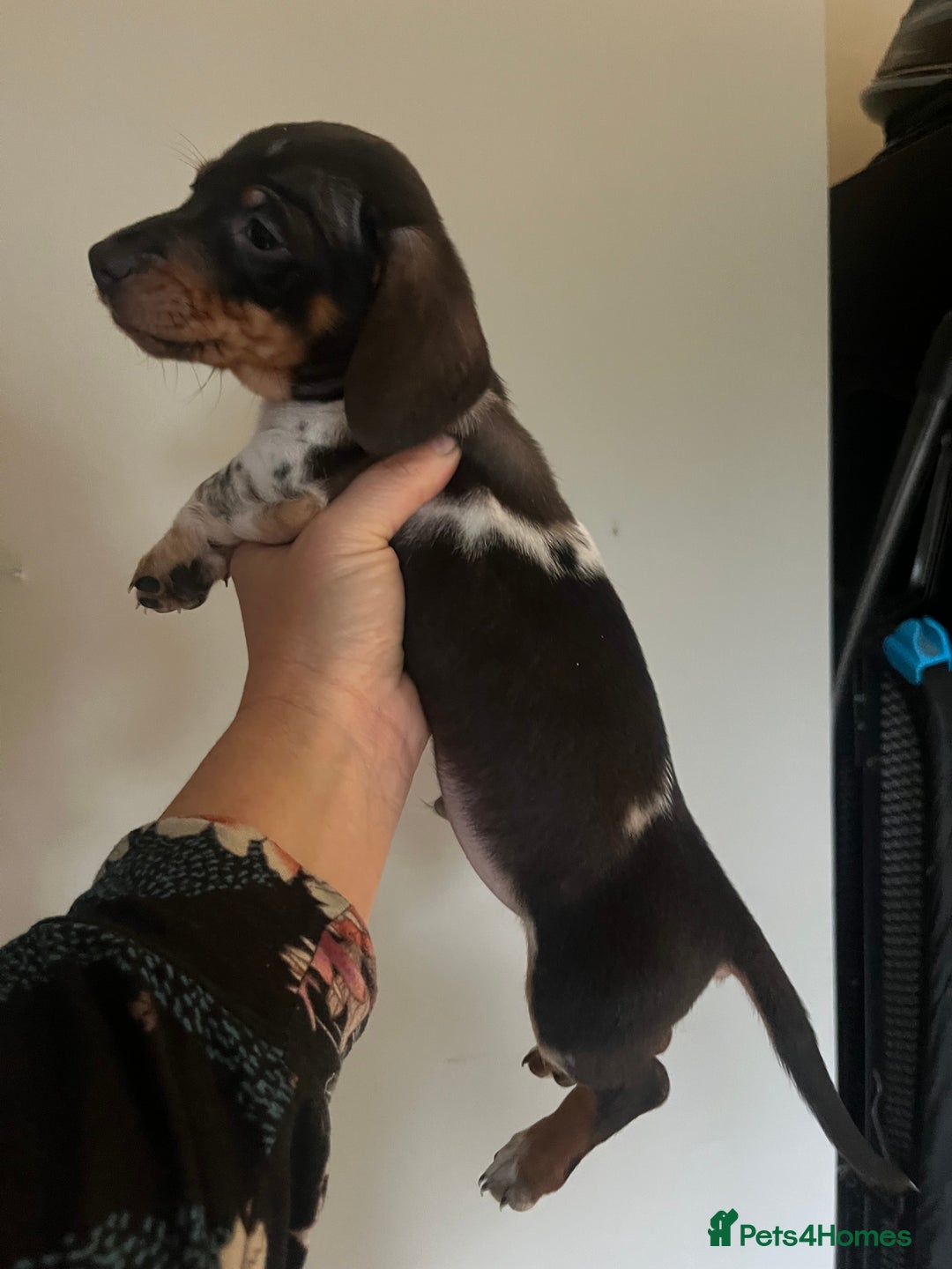 Miniature Dachshund dogs for sale: 💞Ready now Miniature dachshund 💞 - Advert 9