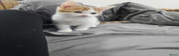 Mixed Breed cats for sale: Female kitten - Advert 3