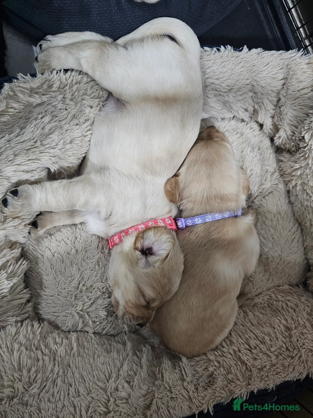 Cockerdor dogs for sale: The most loving Cockerdor/Spanador - Advert 20