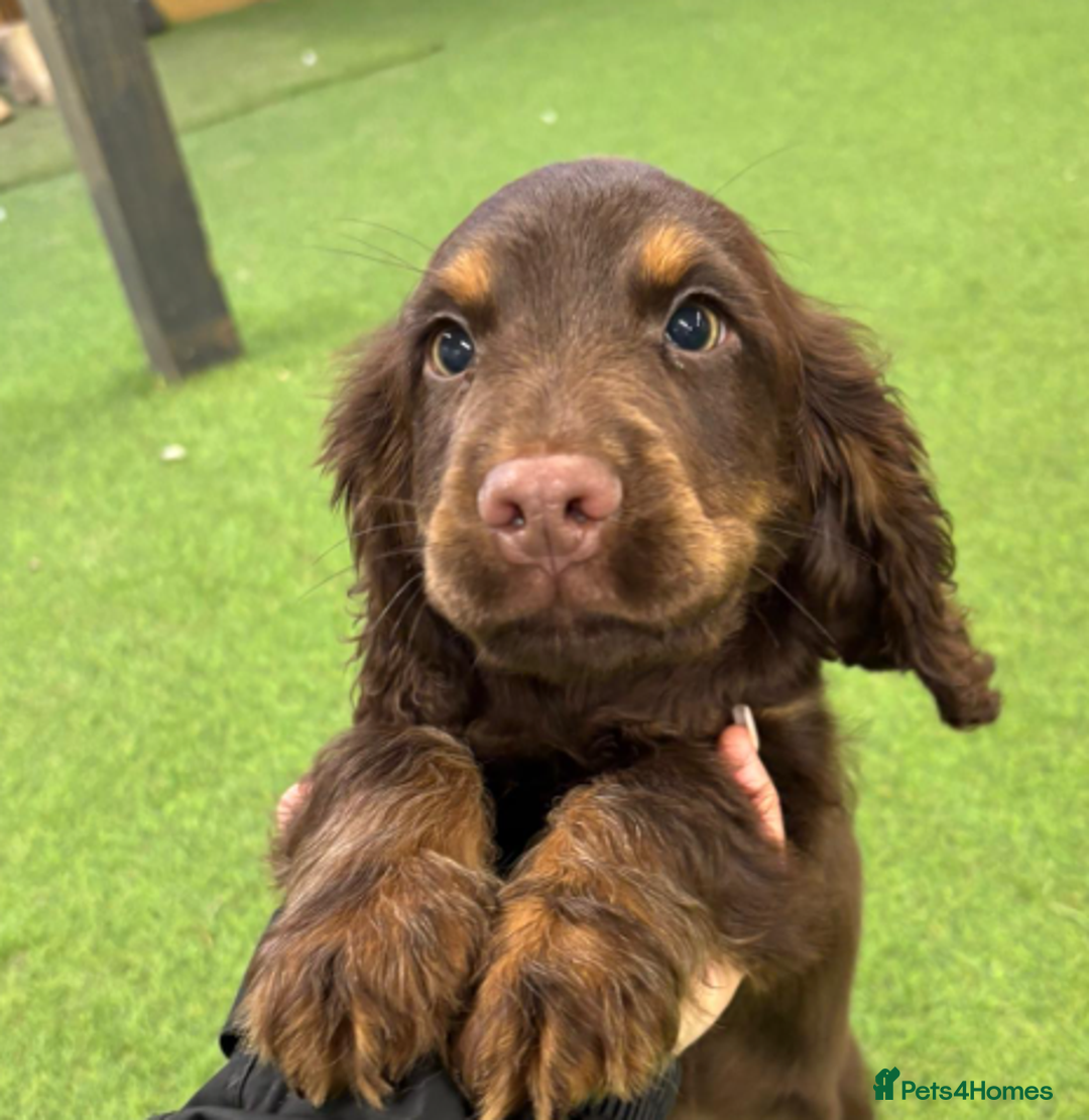 Cocker Spaniel dogs for sale: Advanced Trained Cocker Spaniels  - Advert 5