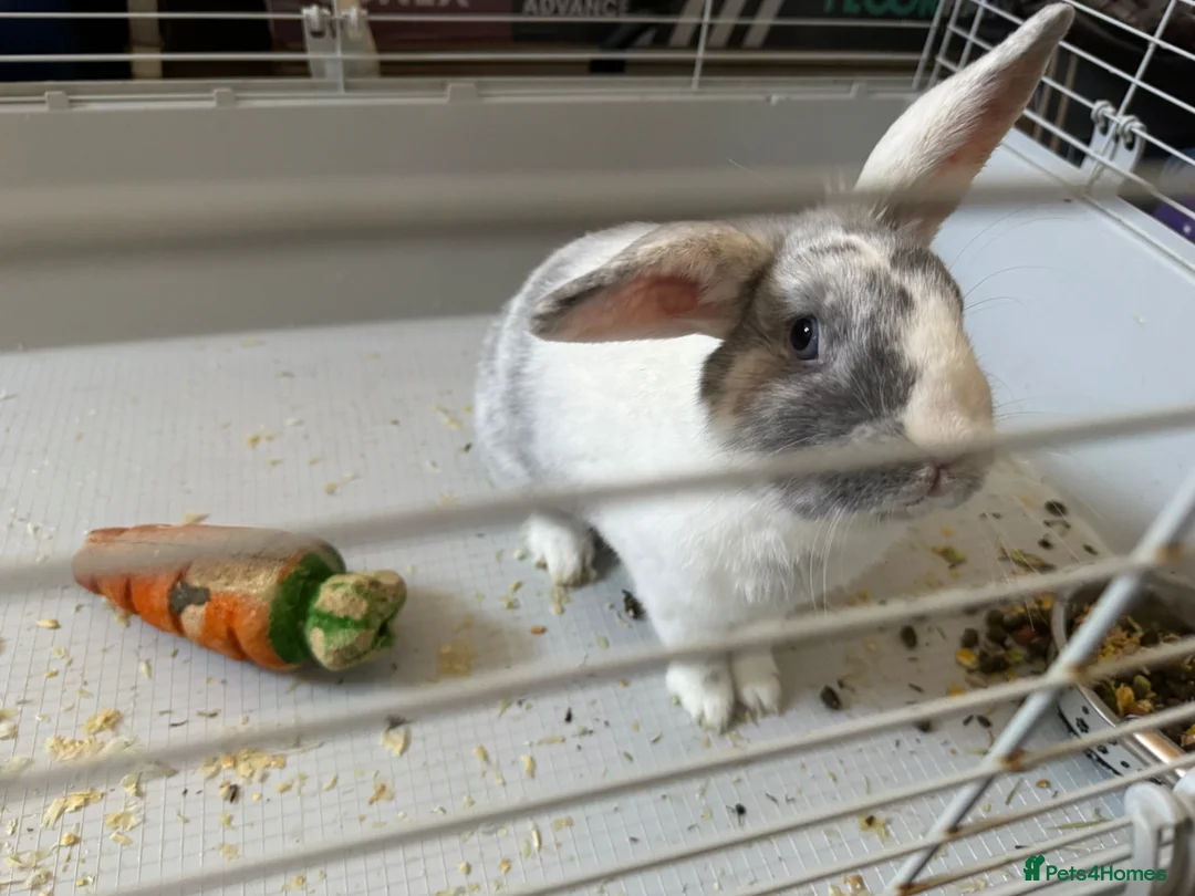Mixed Breed rabbits for sale: 2 male rabbits in Stoke-on-Trent - Advert 6