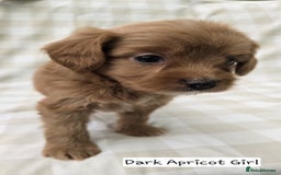 Cavapoo dogs for sale: SWEETEST CAVAPOO PUPPIES  - Image 8