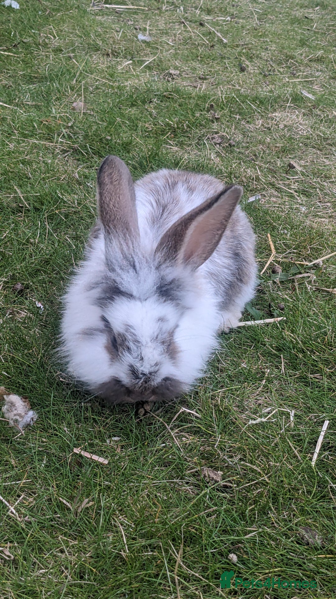 Mixed Breed rabbits for sale: Gorgeous lionhead cross bunnies - Image 3