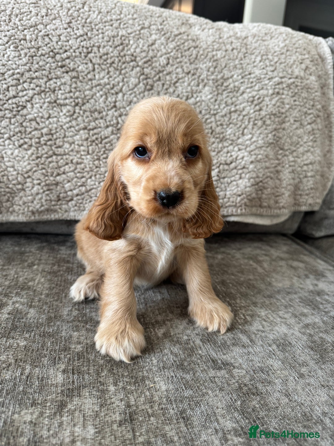 Cocker Spaniel dogs for sale: ALL GOLDEN 100% SHOW TYPE HEALTH TESTED PARENTS  - Image 5