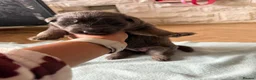 German Shepherd dogs for sale: German Sheperd puppies ✨ - Advert 20