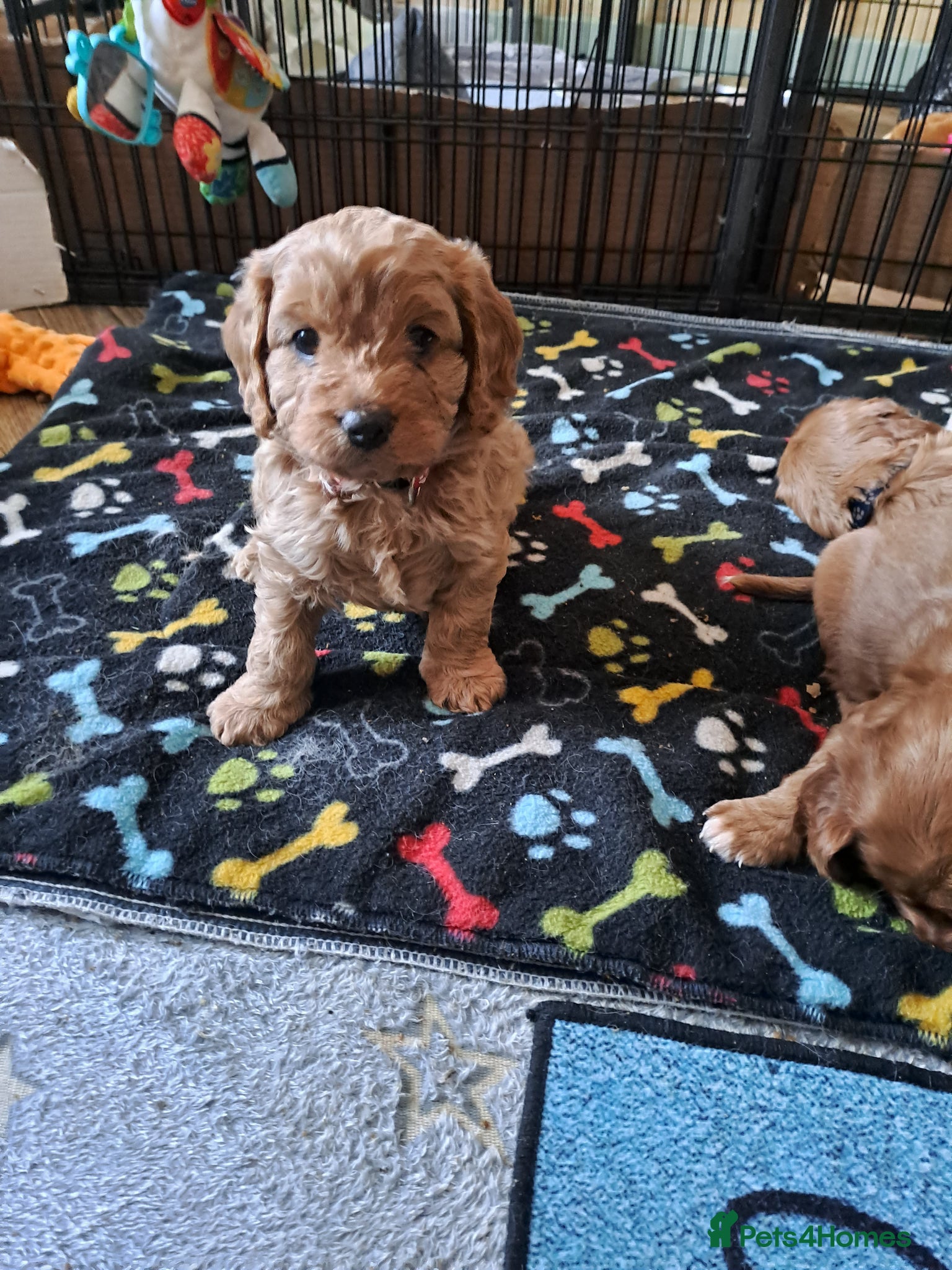 Cavapoo dogs F1 cavapoos - Advert 5