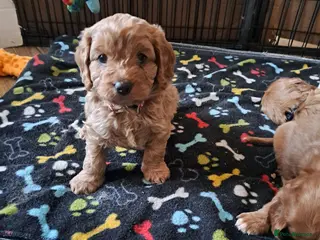 Cavapoo dogs F1 cavapoos - Advert 7