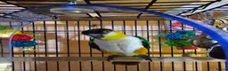 Parrots birds for sale: Gorgeous Black headed Caique  - Advert 3