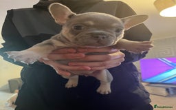 French Bulldog dogs for sale: French bulldog bitches  - Advert 13