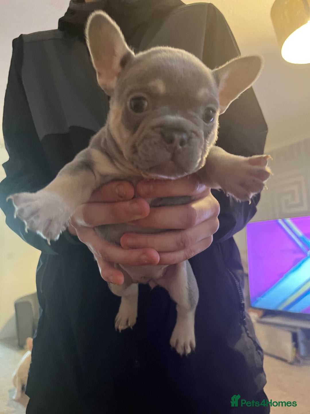 French Bulldog dogs for sale: French bulldog bitches  - Advert 13