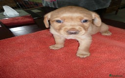 Labrador Retriever dogs for sale: Labrador puppies -1 black girl & 3 black boys left - Image 12