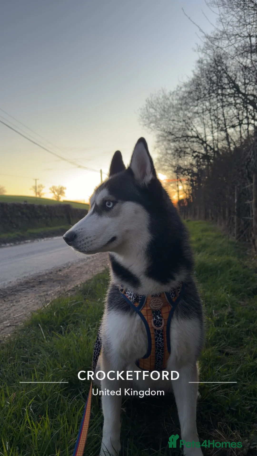 Siberian Husky dogs for sale: Indigo  - Advert 1