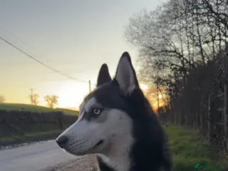 Siberian Husky dogs Indigo - Advert 10