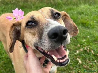 Mixed Breed dogs 🧡 Shandy, a real sweetheart 🧡 in Kidderminster - Advert 12